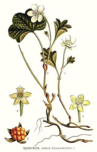 Cloud-Berries - Rubus chamæmorus - Морошка приземистая